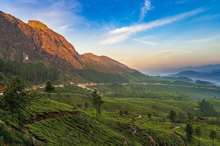 Munnar Tea Trail Tour , Tea factory visit & Tea Tasting 2