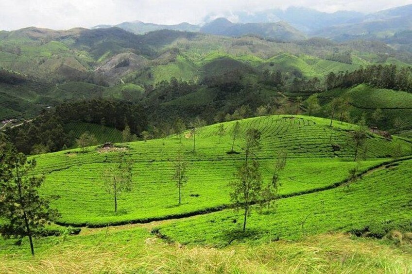 Munnar Tea Trail Tour , Tea factory visit & Tea Tasting 2