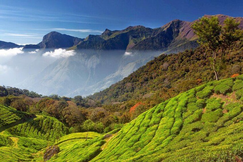 Munnar Tea Trail Tour , Tea factory visit & Tea Tasting 4
