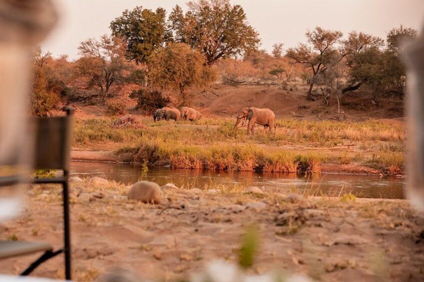 Elephant in the river at Dinner 4