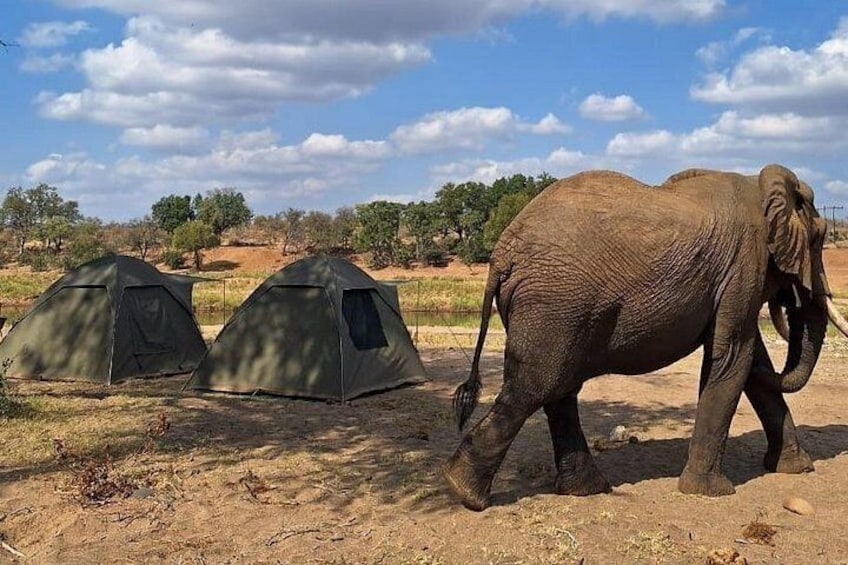 Elephant visiting the camp 2