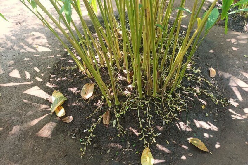 A plant with long green stems and yellowing leaves in a garden. 3