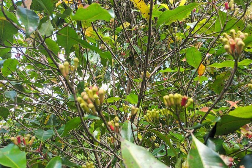 Un denso grupo de hojas verdes y brotes con pequeños racimos florales aún cerrados. 2
