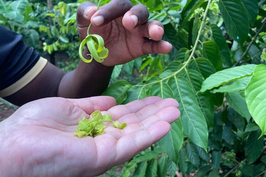 Una persona sostiene una planta verde enrollada con hojas, y una mano con pequeños fragmentos de planta verde. 1
