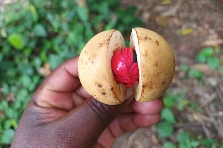 A hand holding a split coconut with a red fruit inside. 4