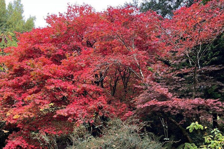 Une forêt dense aux feuillages rouge vif, ce qui laisse supposer que c’est l’automne. 2
