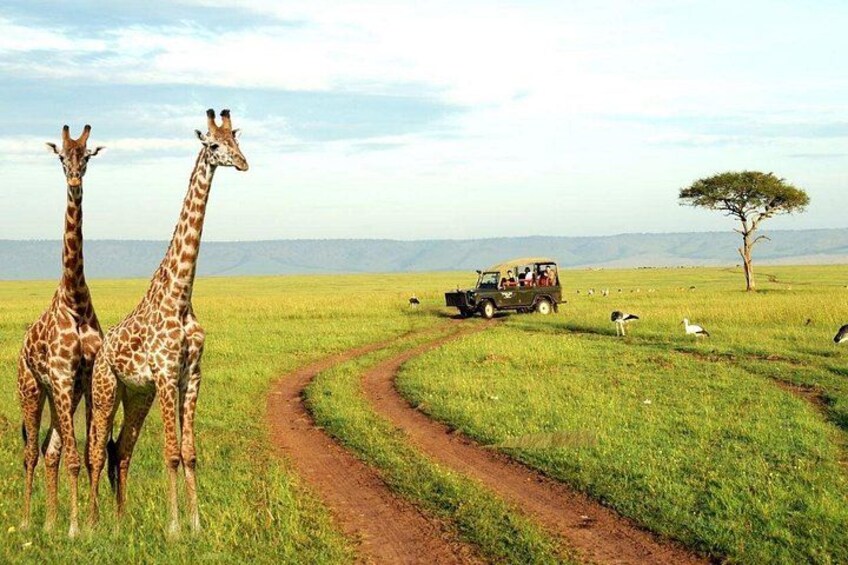 Two giraffes, a dirt path, a safari vehicle, and a tree in a grassy field. 2