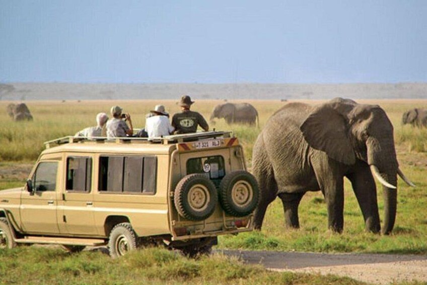 A safari vehicle with passengers and an elephant in a grassy savannah. 1