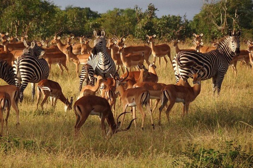 A herd of zebras and antelopes in a grassy field with trees in the background. 4