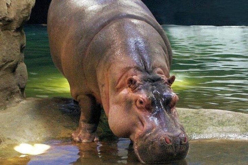 A hippopotamus in water. 5