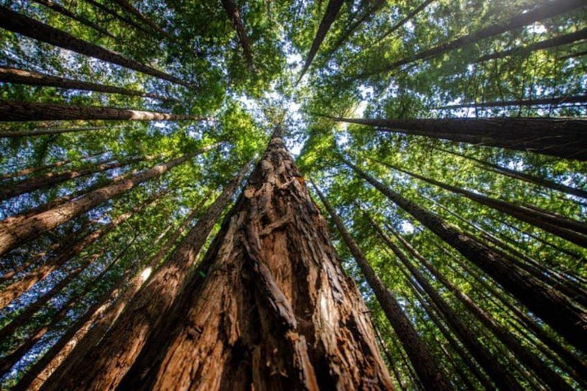 Santander: The Caprice of Gaudí, Santillana and Redwood Forest 2