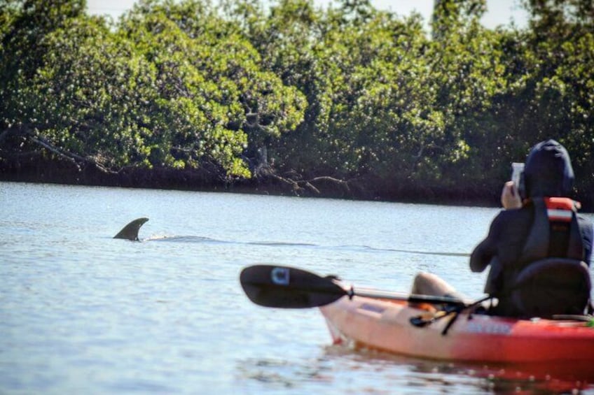 A person kayaking on a calm body of water with a shark visible in the distance. 3