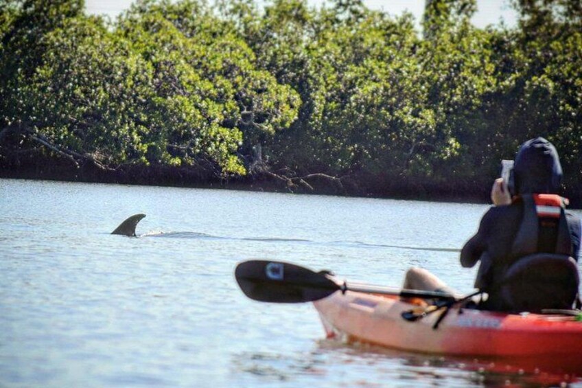 A person kayaking on a calm body of water, a shark swimming nearby, and dense green foliage in the background. 2