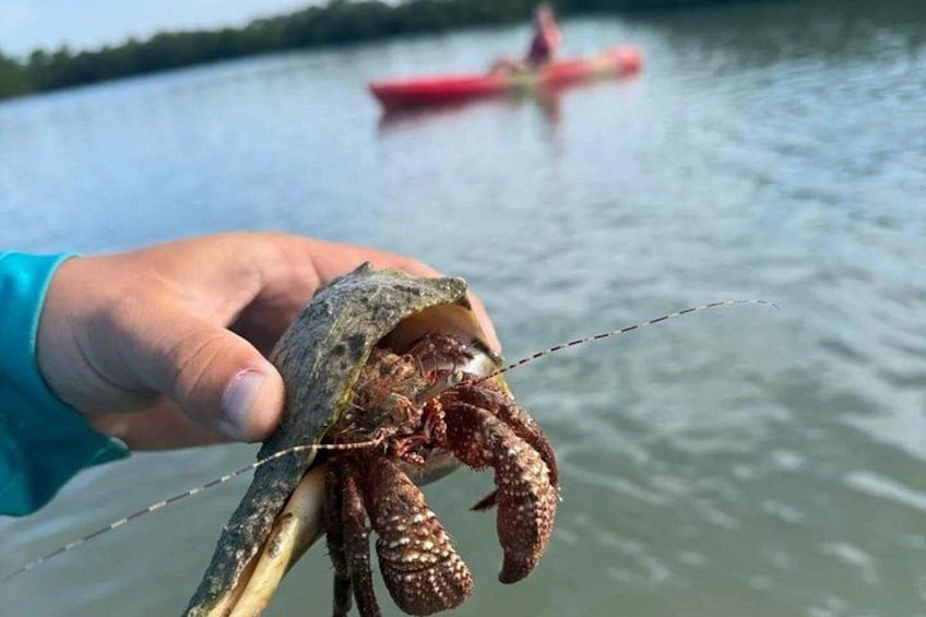 Mangrove Tunnels Kayak Tour (Photographer Included)- Marco Island 2