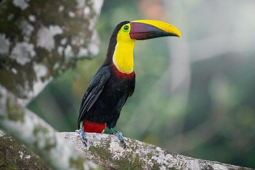 A toucan perched on a branch. 4