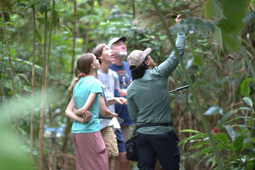 A group of people in a forested area, one person pointing upwards. 5