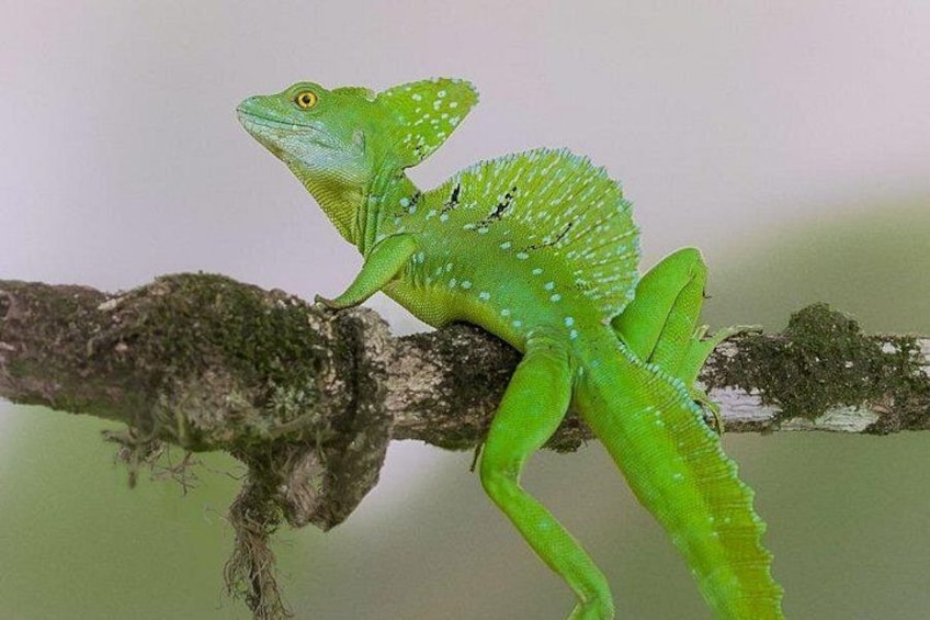 A green lizard on a branch. 3