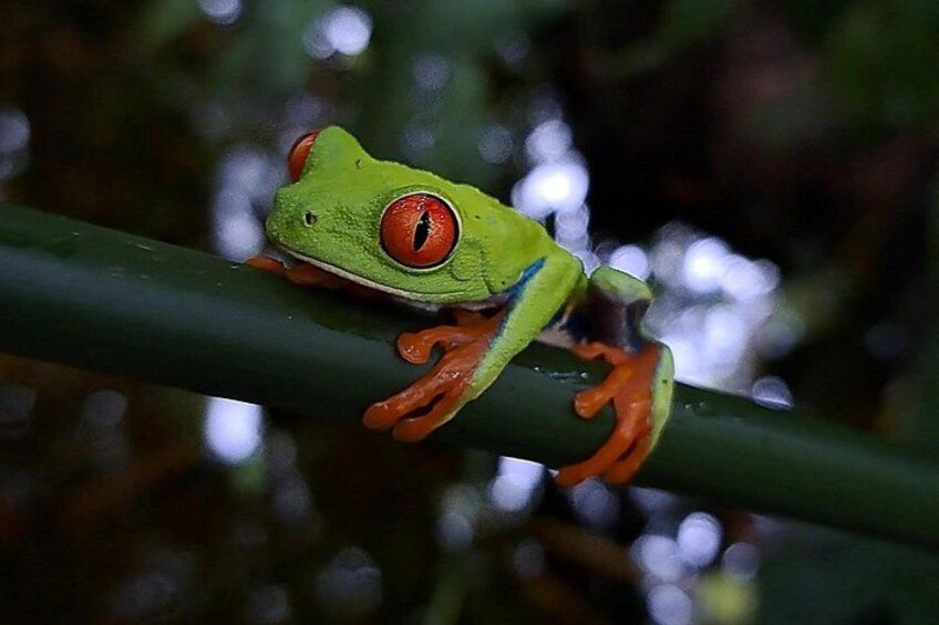 A green frog with red eyes perched on a green plant. 2