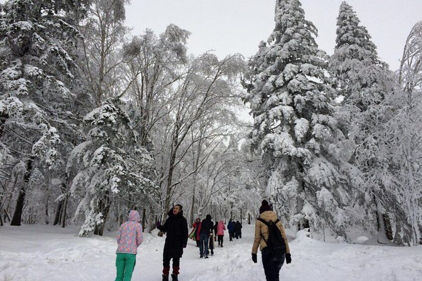 A snowy forest with people walking. 5