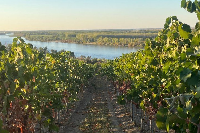 Viñedo con hileras de vides, un camino de tierra y una masa de agua al fondo. 5