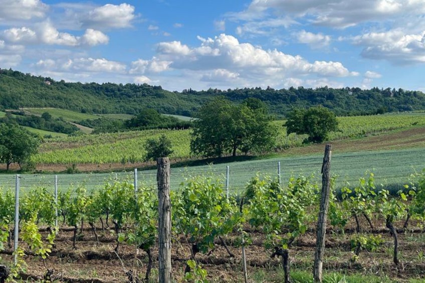 Viñedo con hileras de vides, una cerca y un paisaje montañoso al fondo. 3