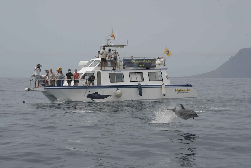 Picture 7 for Activity Los Gigantes: Whale or Dolphin Watching Sightseeing Tour and Swim in Masca 2
