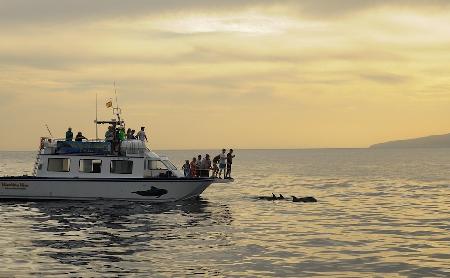 Picture 6 for Activity Los Gigantes: Whale or Dolphin Watching Sightseeing Tour and Swim in Masca 3