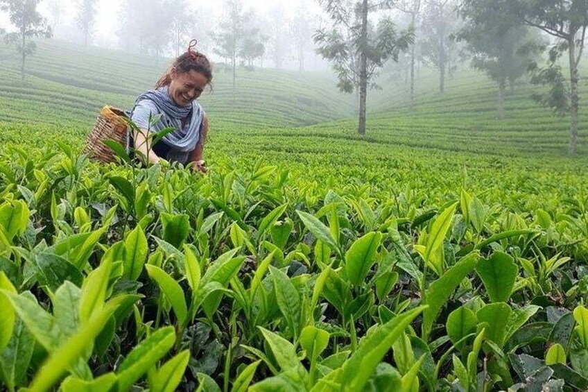 Tea plantation walk with Visit of Historical ,village & Market 2
