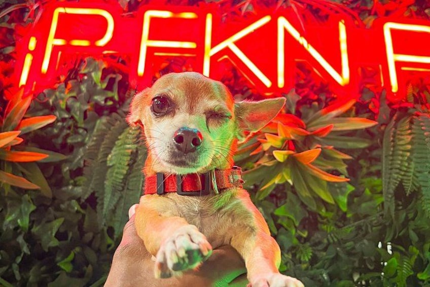 Een hond met een rode halsband, met een neonreclame op de achtergrond. 2