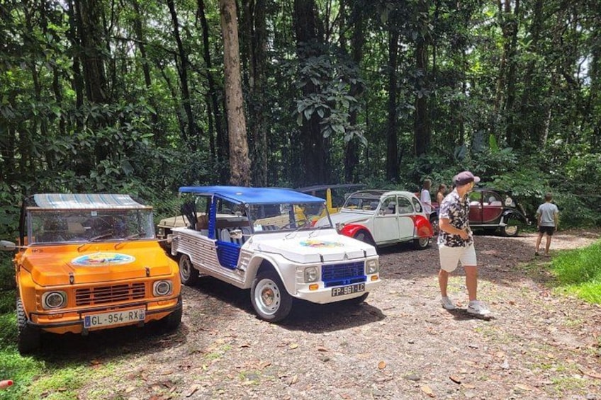 Vintage cars parked in a forested area. 4