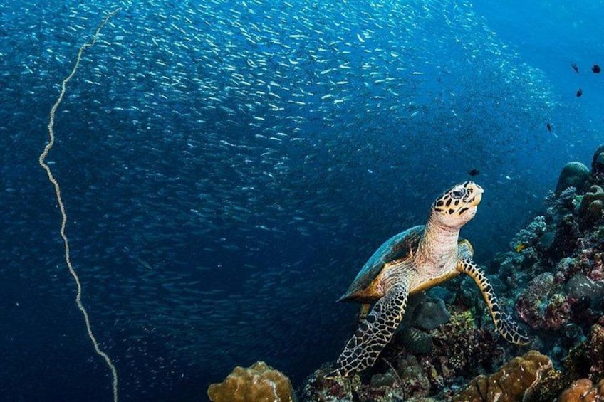 Moalboal Sardines and Turtle with Canyoneering in Kawasan Falls 1
