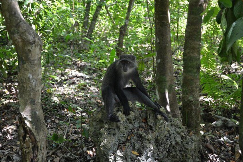 A monkey sitting on a tree branch in a forest. 2