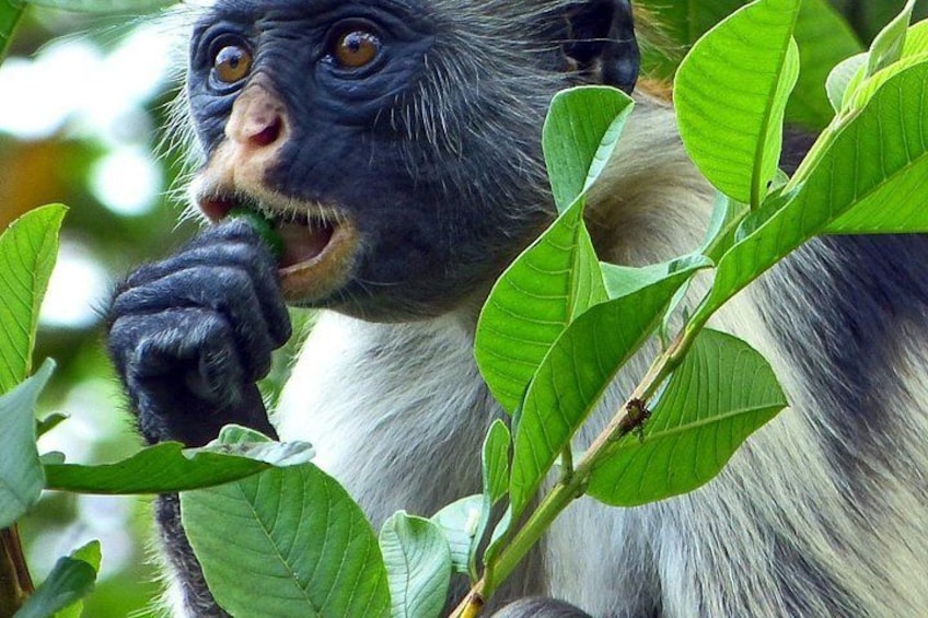 A monkey with dark fur and white patches, holding a green leaf. 5