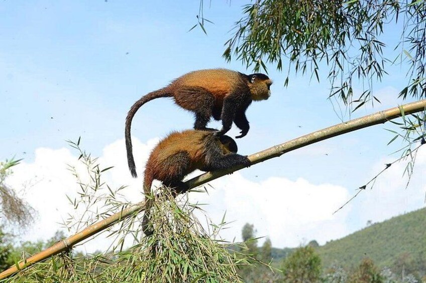 Golden Monkey Trekking and Cultural Experience, Volcanoes N. Park 4