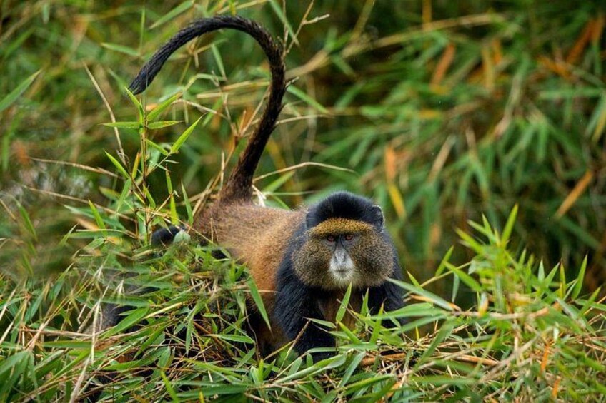 Golden Monkey Trekking and Cultural Experience, Volcanoes N. Park 2
