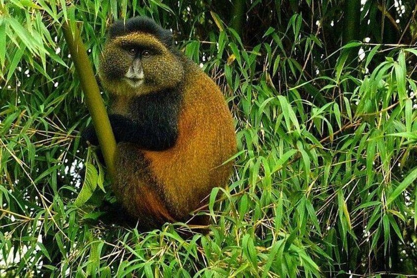 Golden Monkey Trekking and Cultural Experience, Volcanoes N. Park 5