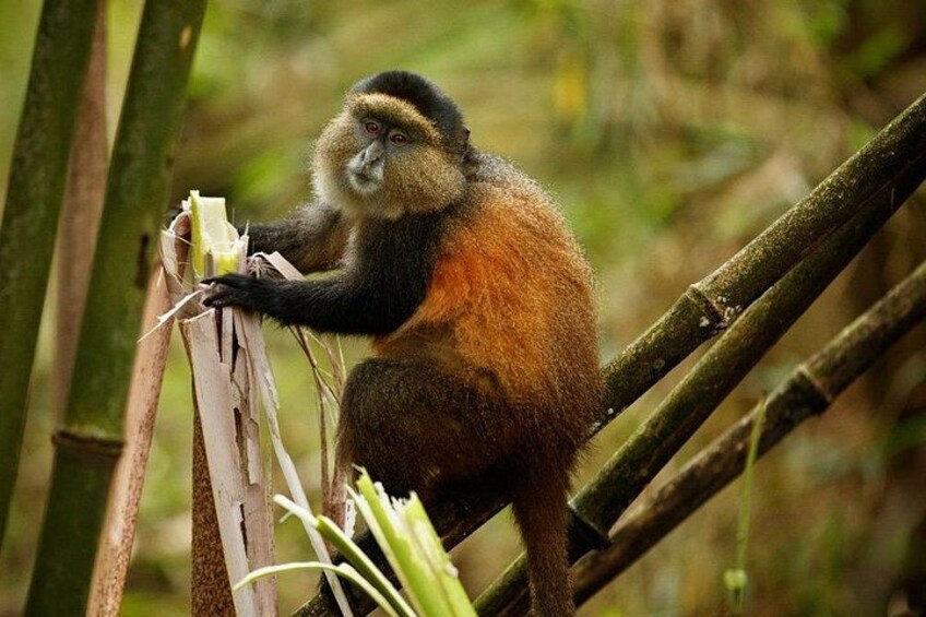 Golden Monkey Trekking and Cultural Experience, Volcanoes N. Park 3