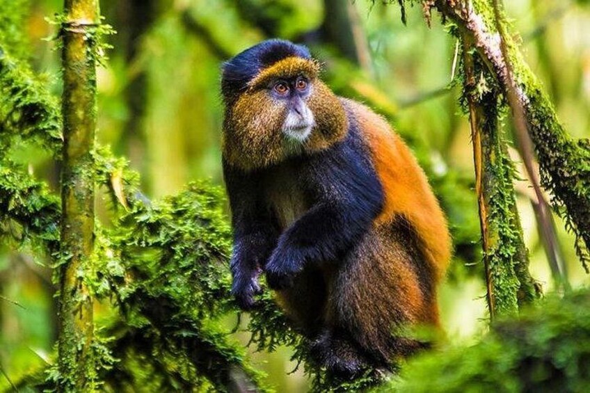 Golden Monkey Trekking and Cultural Experience, Volcanoes N. Park 1