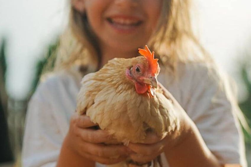 Eine Person hält ein Huhn. 1