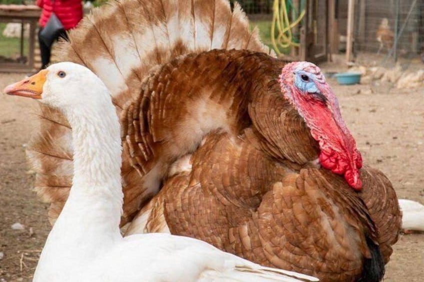 Ein Truthahn und eine Gans auf einem Bauernhof. 5