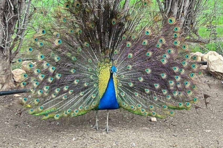 Ein Pfau mit ausgebreiteten Schwanzfedern, die ein Muster aus augenartigen Flecken zeigen. 2