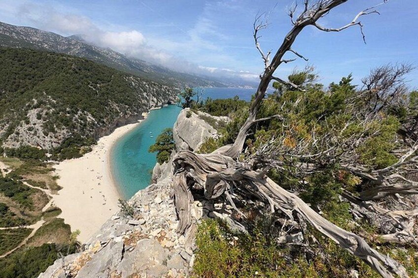 Kustlandschap met een zandstrand, een turquoise zee en een rotsachtige klif met een dode boom. 4