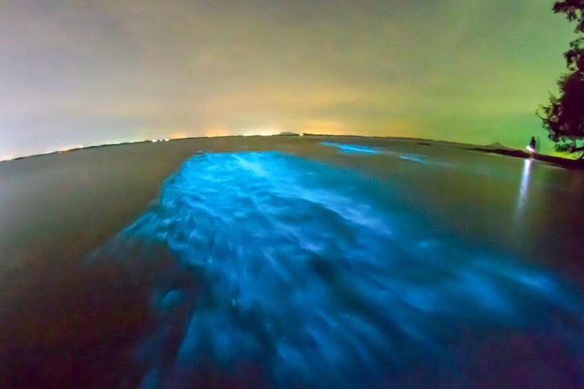 Grand Cayman Bioluminescent Bay Adventure 2