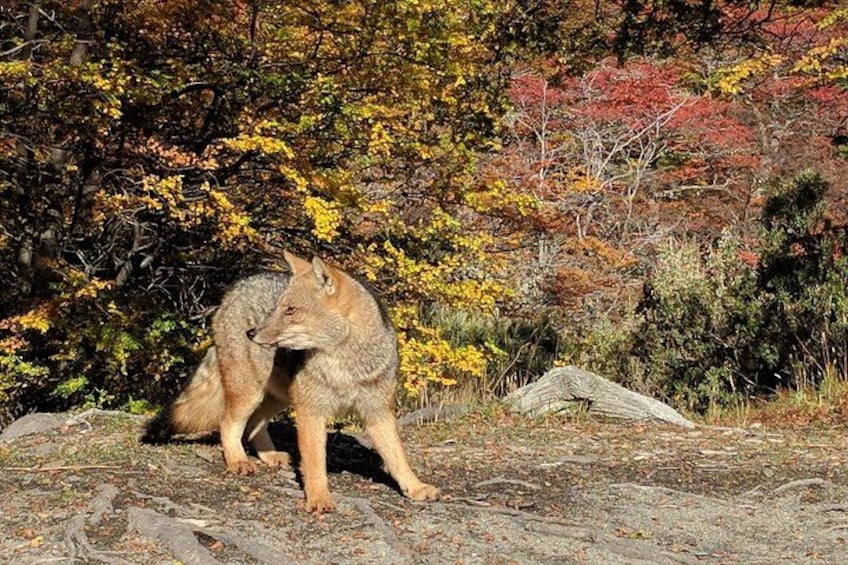 A coyote in a natural setting with autumn foliage. 4