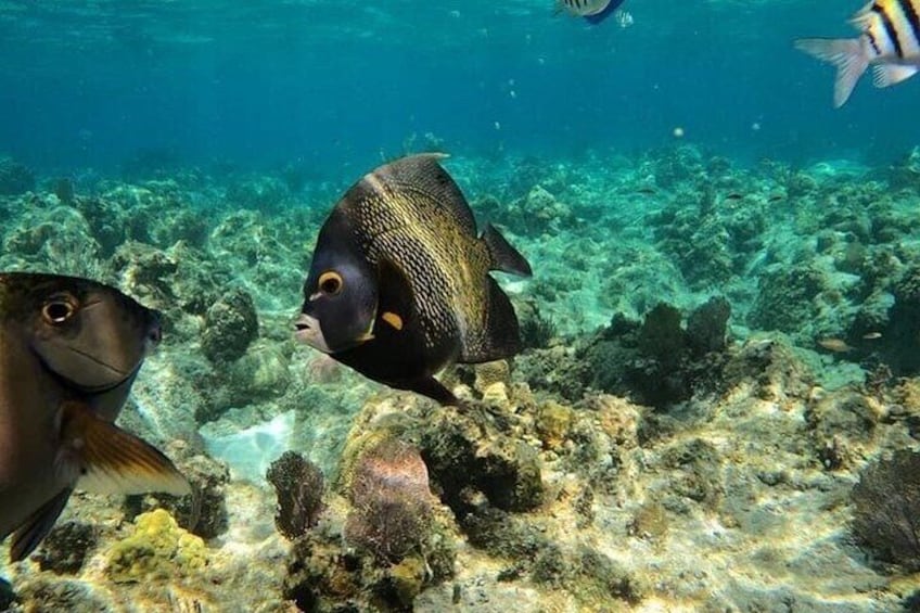 A coral reef with various fish swimming around. 1