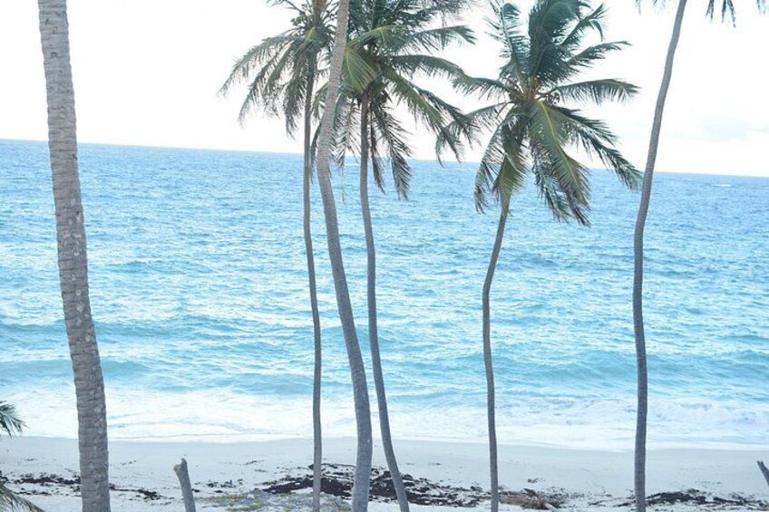 East Coast Private Tour of Barbados 2