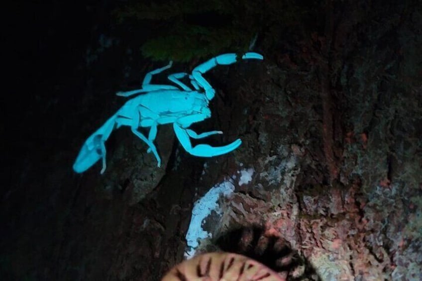 Monteverde Night Walk 1