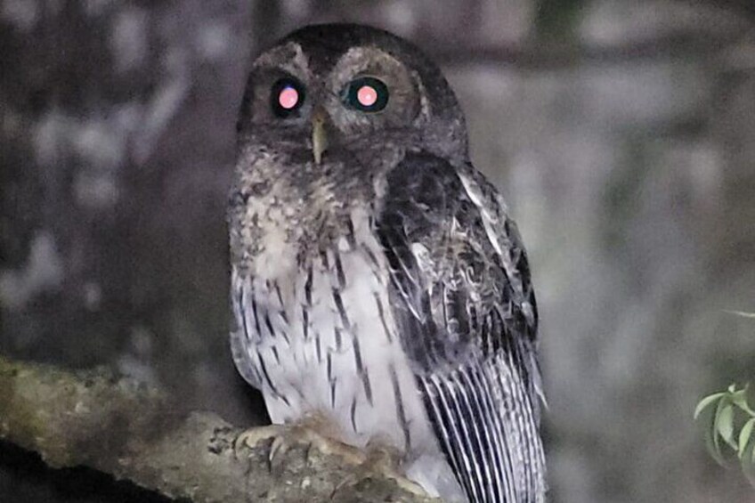 Monteverde Night Walk 4