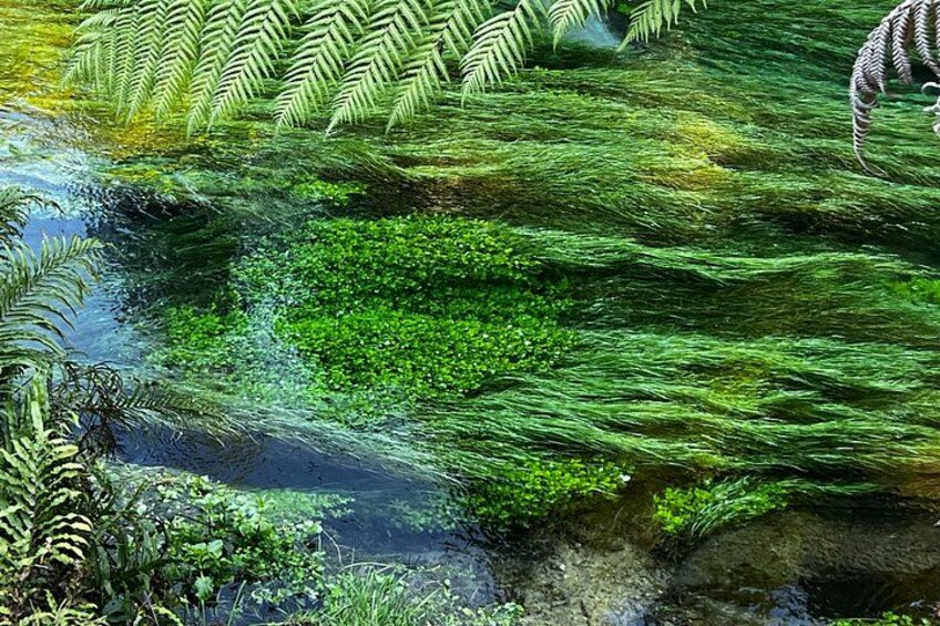 A stream with green aquatic plants and ferns. 2