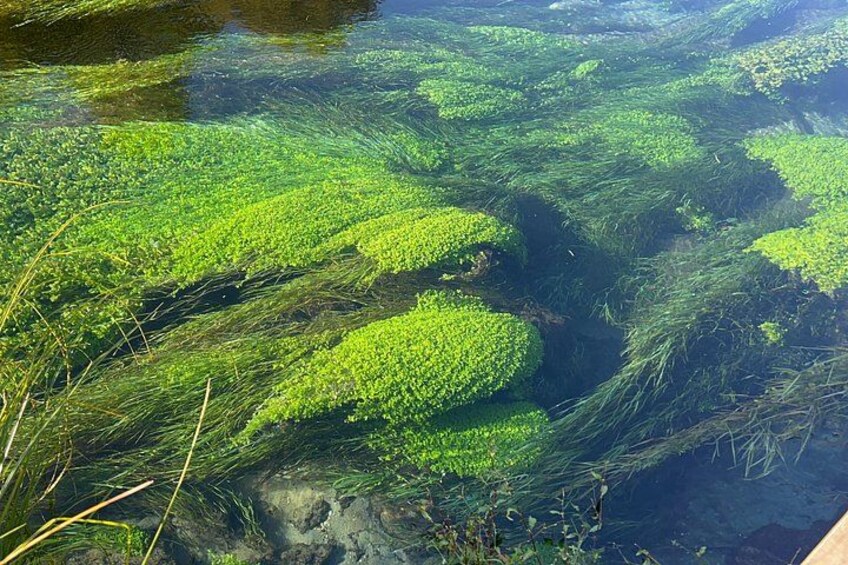 Blue Springs 4
